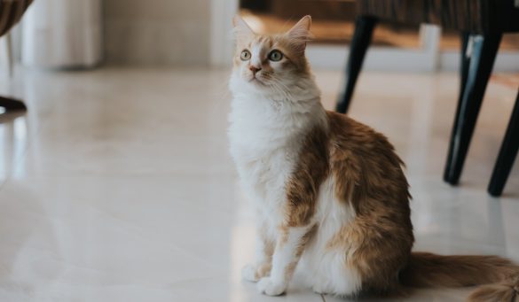 hygiéne chat